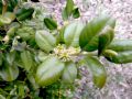 Buxus sempervirens
